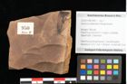 Foto (Objekt + Etikett) von Quercus mediterranea, Unger (NHMW-GEO-2024-0188-0950)